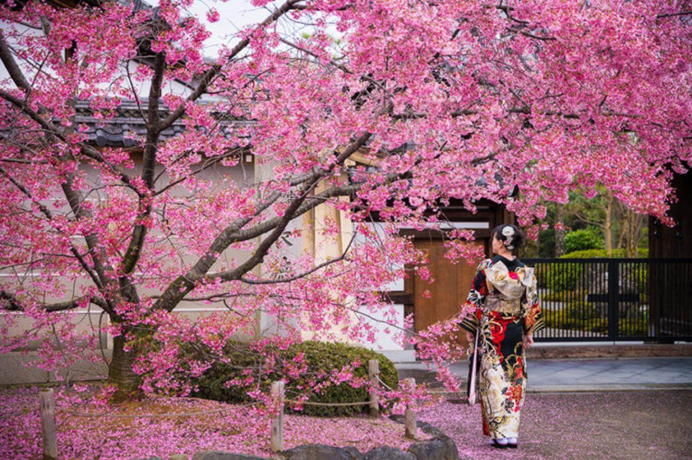 japonya